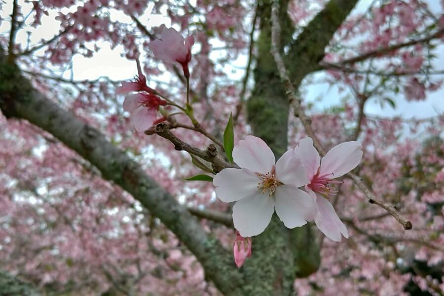 cherry blossom auckland botanic gardens
