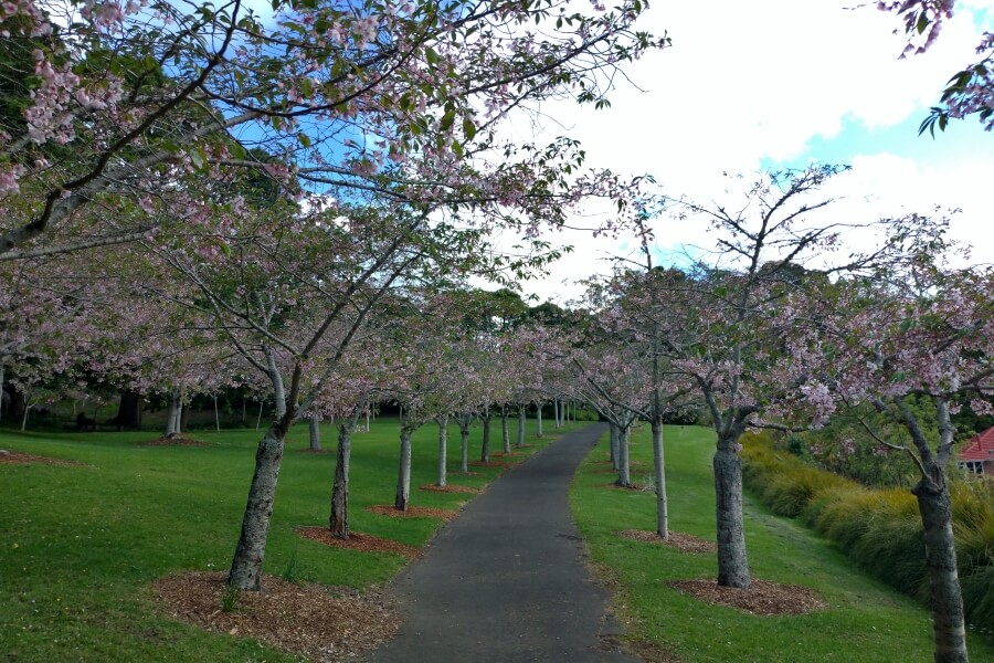 cherry blossom auckland domain