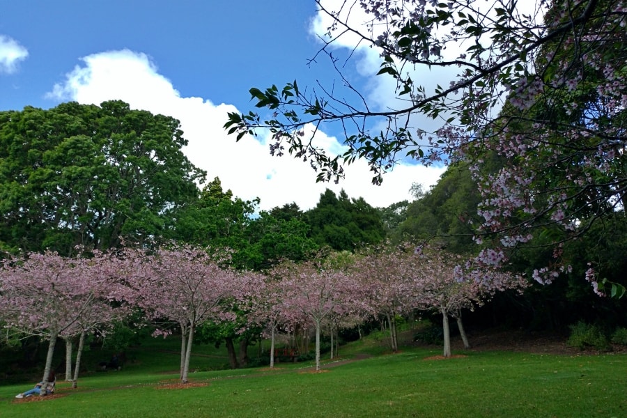 cherry blossom auckland domain
