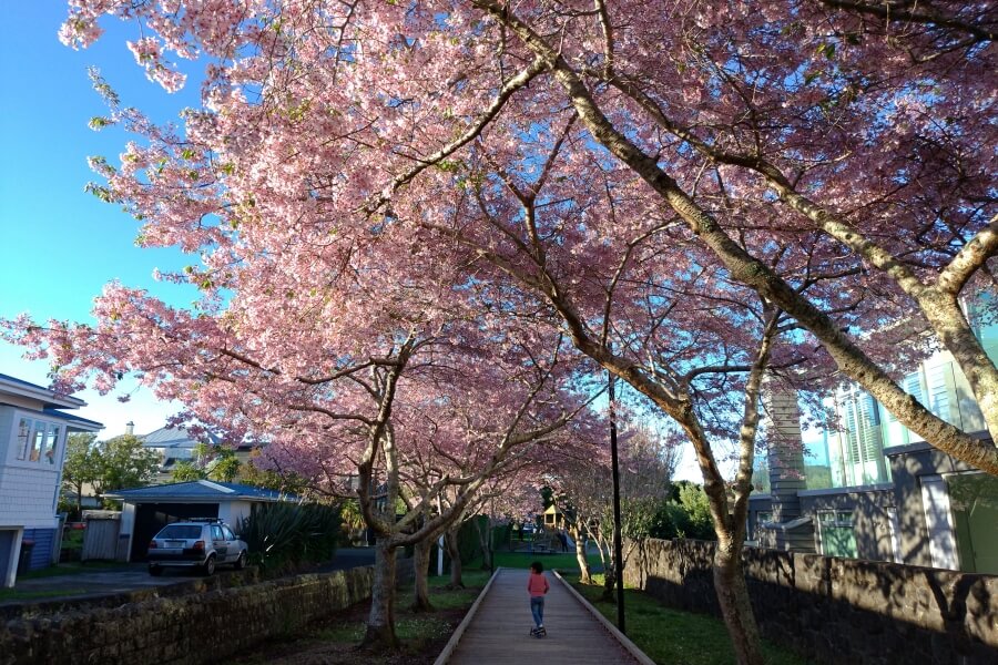 cherry blossom centennial park