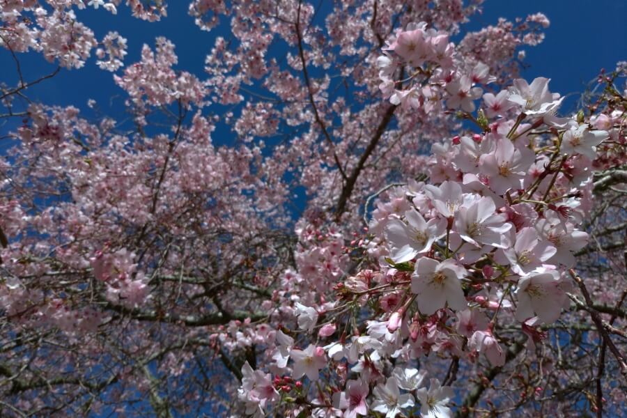 cherry blossom cornwall park