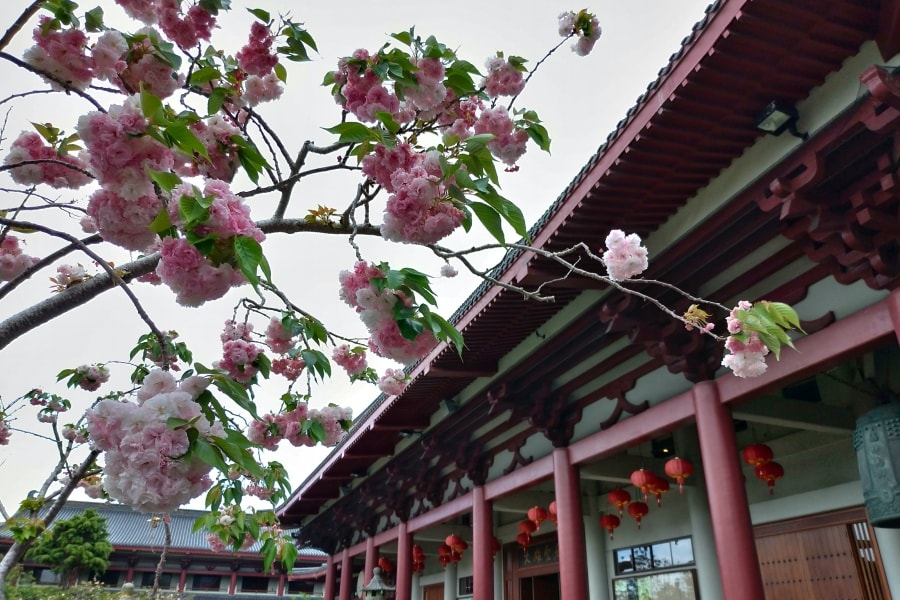cherry blossom fo guang shan