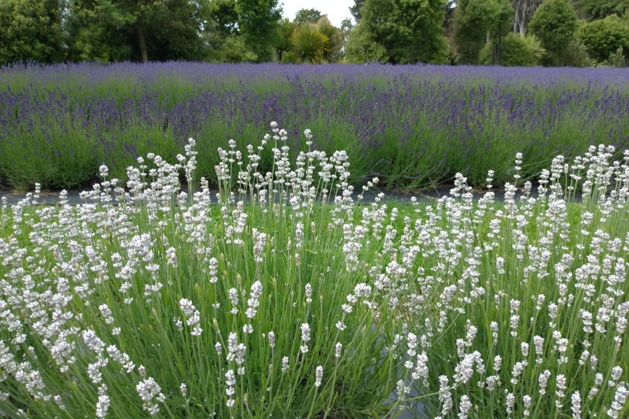 wanaka lavender farm new zealand
