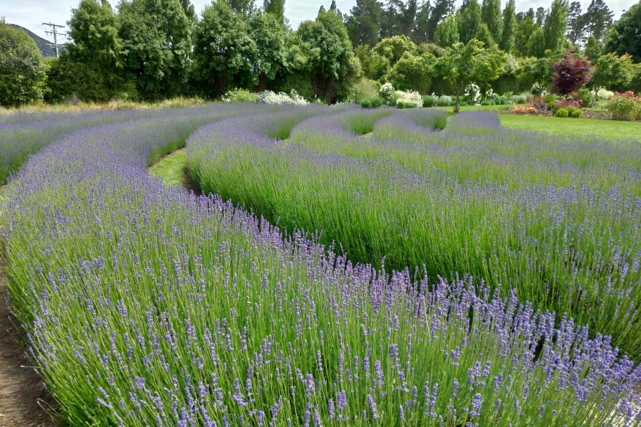lavender farm new zealand