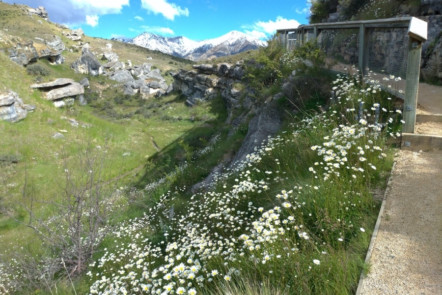 cave stream daisies